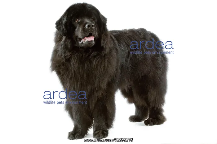  : Dog - Newfoundland