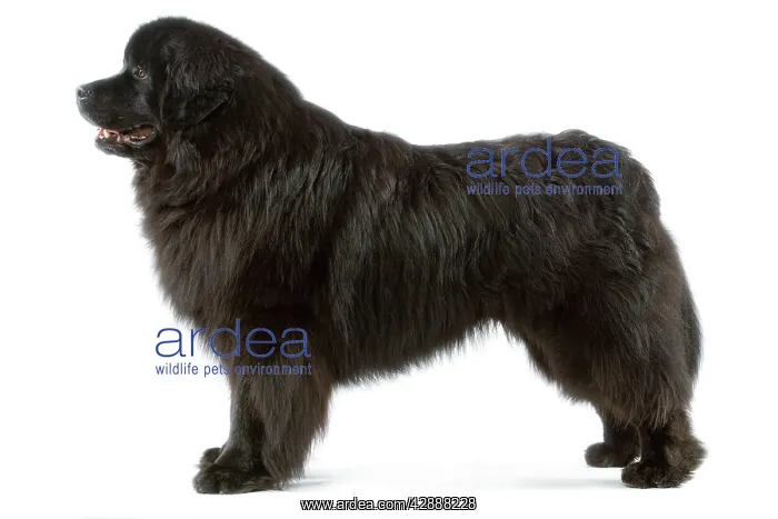  : Dog - Newfoundland