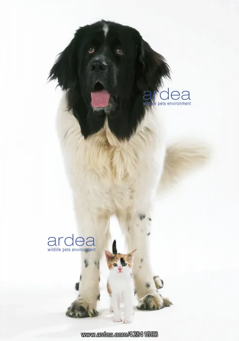 : DOG - Newfoundland with Kitten : DOG - Newfoundland with Kitten