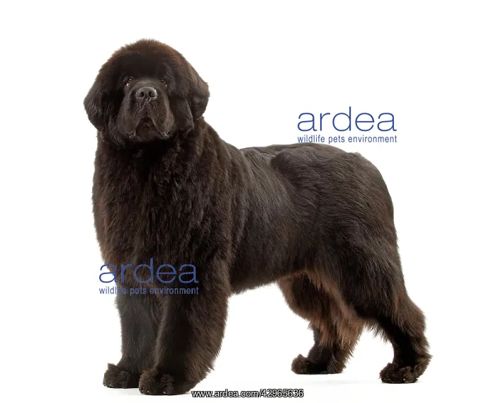  : Dog - Newfoundland puppy