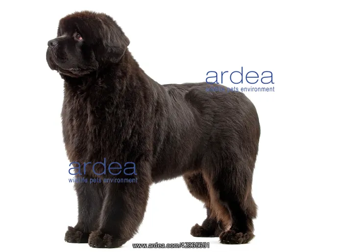  : Dog - Newfoundland puppy