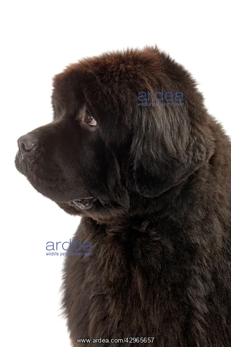  : Dog - Newfoundland puppy