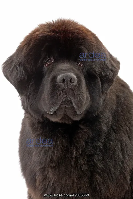  : Dog - Newfoundland puppy