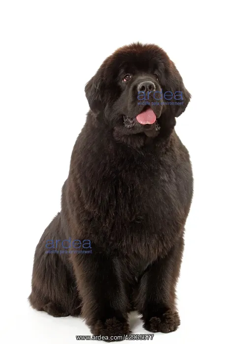 : Dog - Newfoundland puppy : Dog - Newfoundland puppy