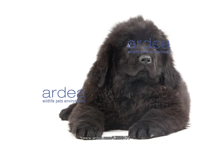  : Dog - Newfoundland puppy in studio