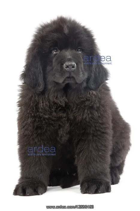  : Dog - Newfoundland puppy in studio