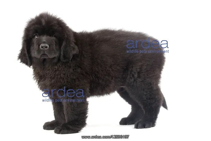  : Dog - Newfoundland puppy in studio