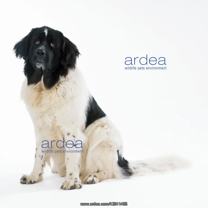 : DOG - Newfoundland sitting down : DOG - Newfoundland sitting down