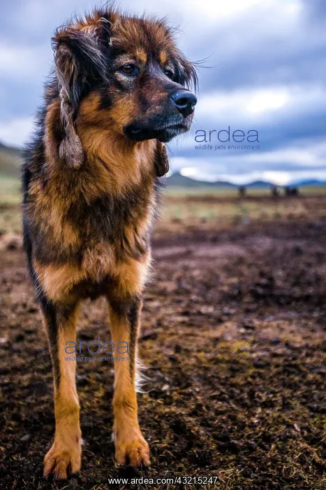 : Dog of a nomad family - Mongolia : Dog of a nomad family - Mongolia