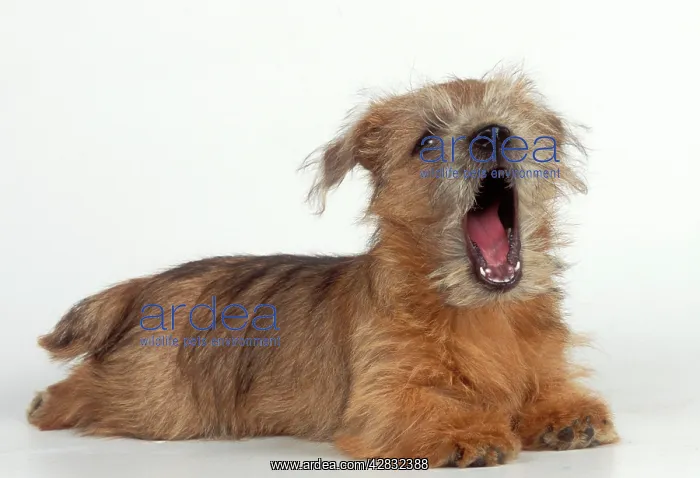 : DOG - Norfolk / Norwich Terrier puppy, yawning / 'singingI : DOG - Norfolk / Norwich Terrier puppy, yawning / 'singingI