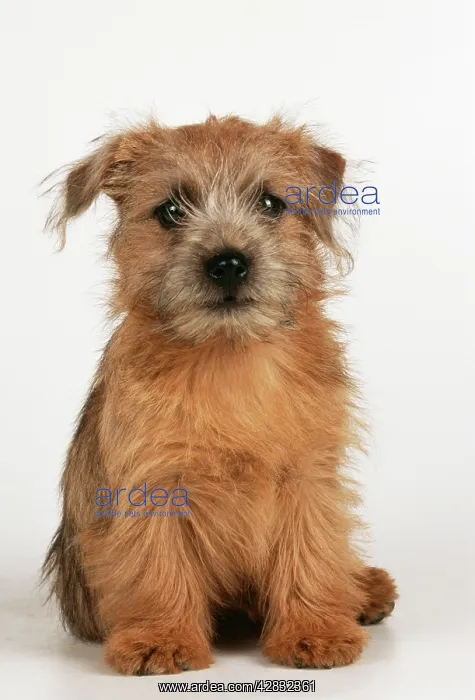  : DOG - Norfolk  /  Norwich Terrier puppy, sitting