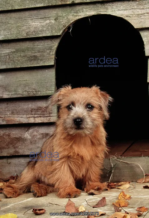 : DOG - Norfolk / Norwich Terrier puppy, sitting : DOG - Norfolk / Norwich Terrier puppy, sitting