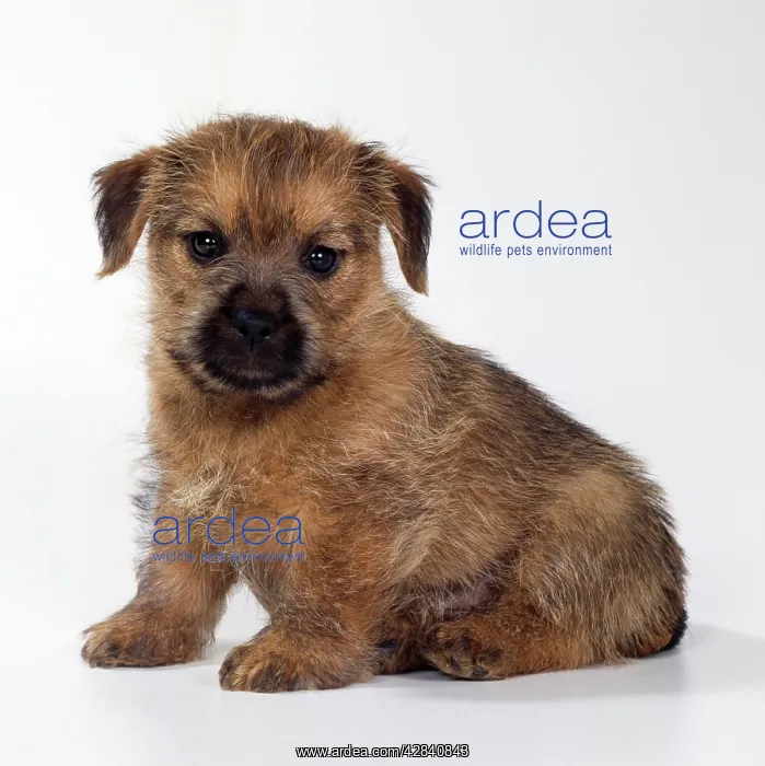 : DOG - Norfolk Terrier puppy : DOG - Norfolk Terrier puppy