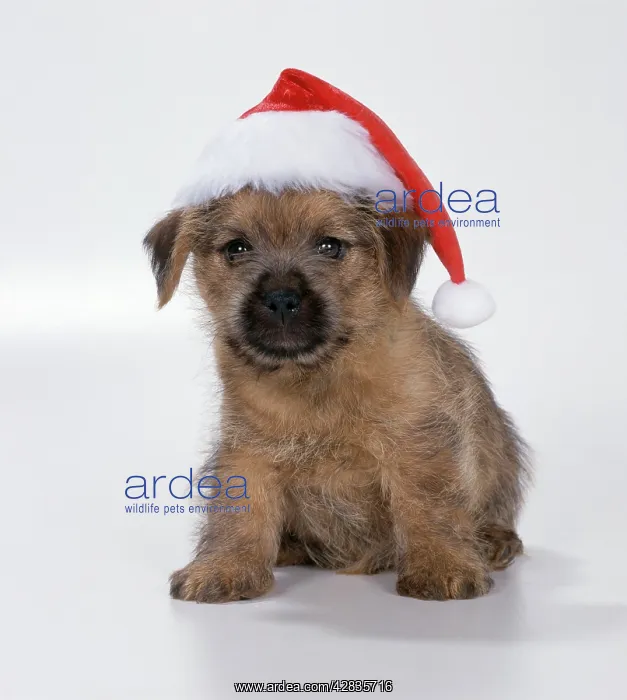  : DOG - Norfolk Terrier puppy in Christmas hat