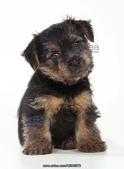 : DOG - Norfolk Terrier puppy, sitting : DOG - Norfolk Terrier puppy, sitting