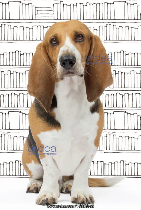  : Dog Norman Artesian Basset