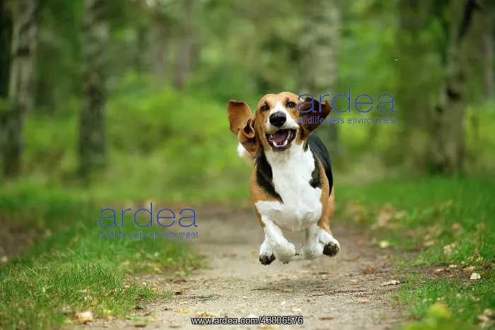 : Dog Norman Artesian Basset : Dog Norman Artesian Basset