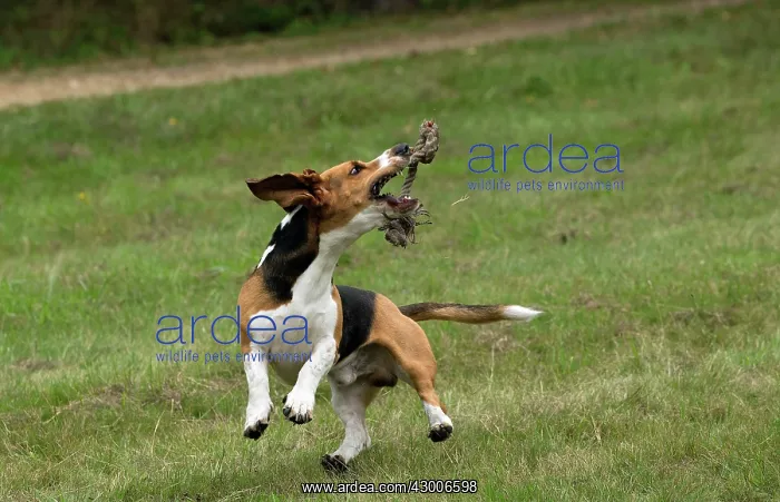  : Dog Norman Artesian Basset
