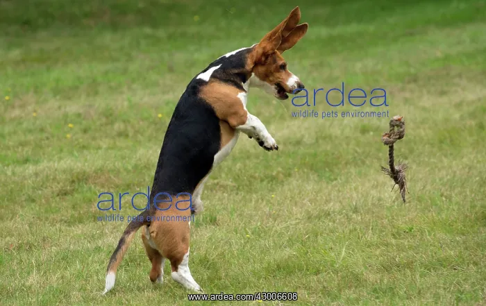 : Dog Norman Artesian Basset