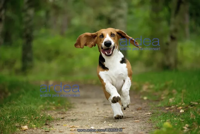: Dog Norman Artesian Basset : Dog Norman Artesian Basset