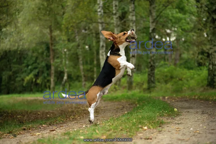 : Dog Norman Artesian Basset : Dog Norman Artesian Basset