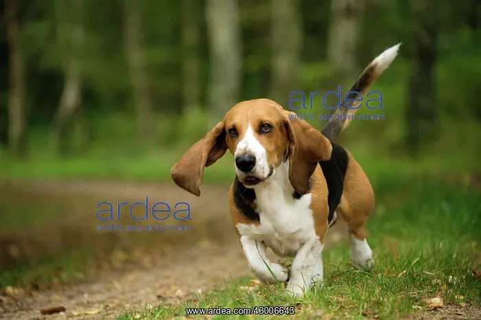  : Dog Norman Artesian Basset