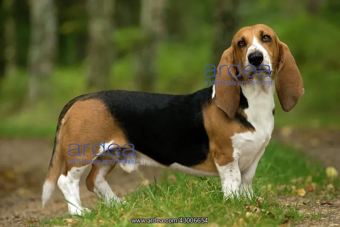  : Dog Norman Artesian Basset