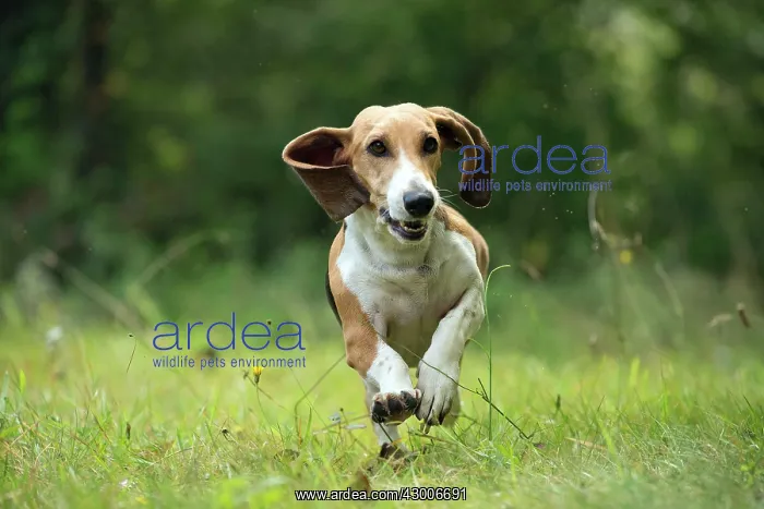 : Dog Norman Artesian Basset : Dog Norman Artesian Basset