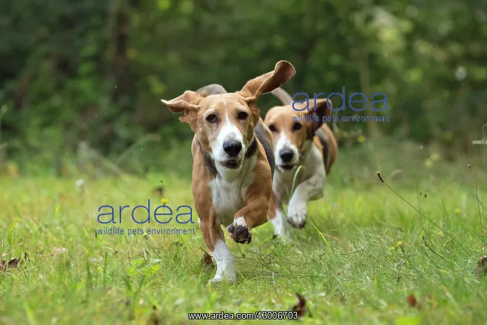 : Dog Norman Artesian Basset : Dog Norman Artesian Basset
