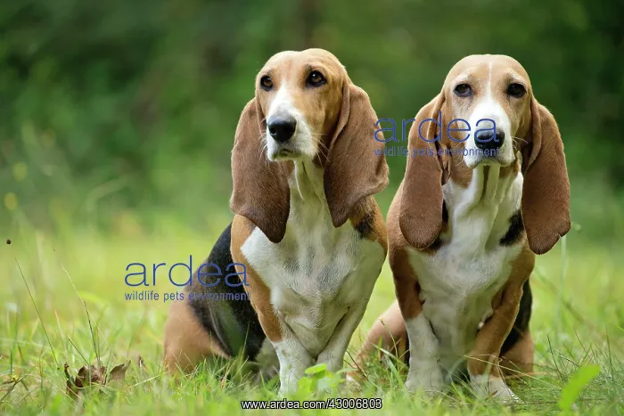  : Dog Norman Artesian Basset