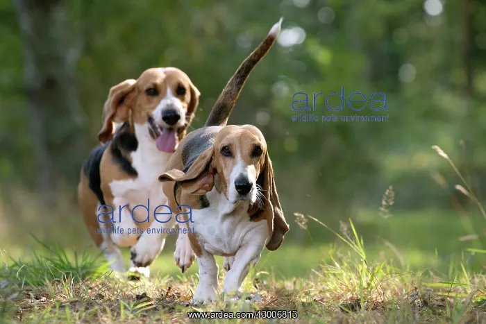  : Dog Norman Artesian Basset