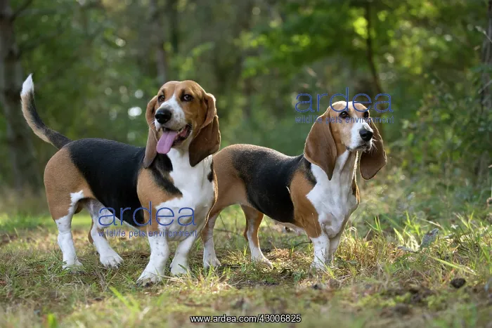 : Dog Norman Artesian Basset