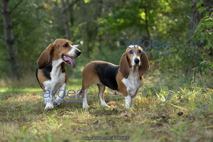  : Dog Norman Artesian Basset