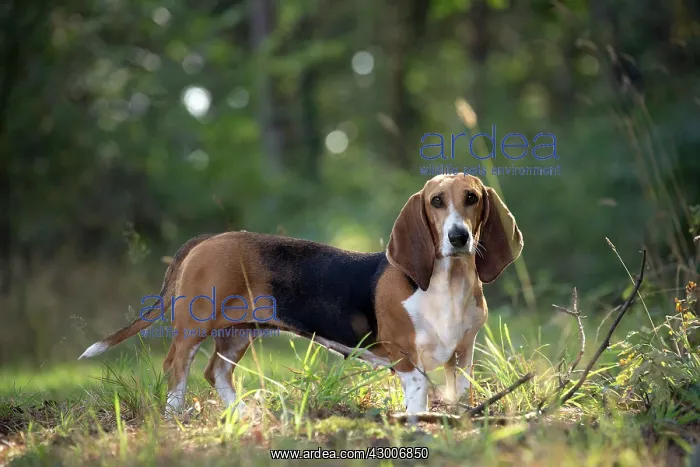  : Dog Norman Artesian Basset