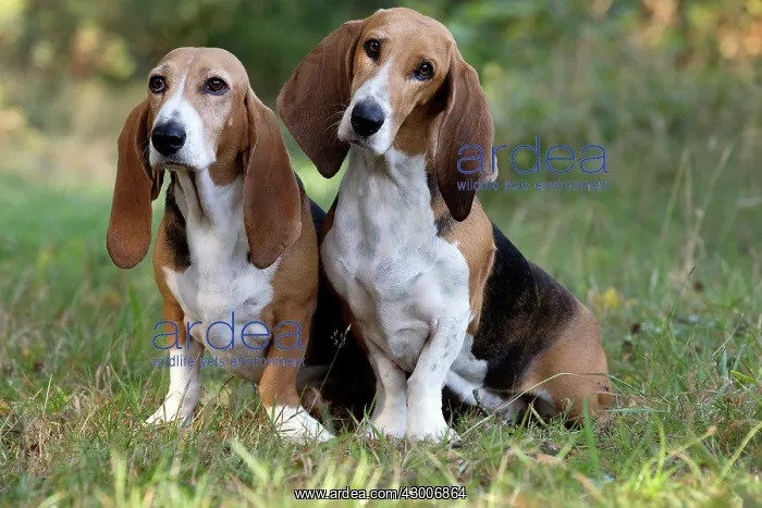  : Dog Norman Artesian Basset