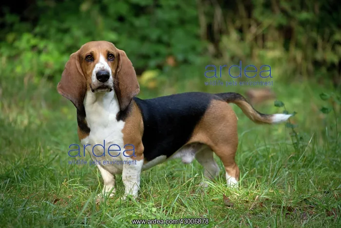  : Dog Norman Artesian Basset