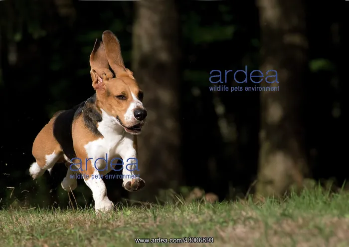 : Dog Norman Artesian Basset : Dog Norman Artesian Basset