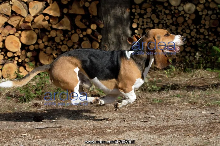 : Dog Norman Artesian Basset : Dog Norman Artesian Basset