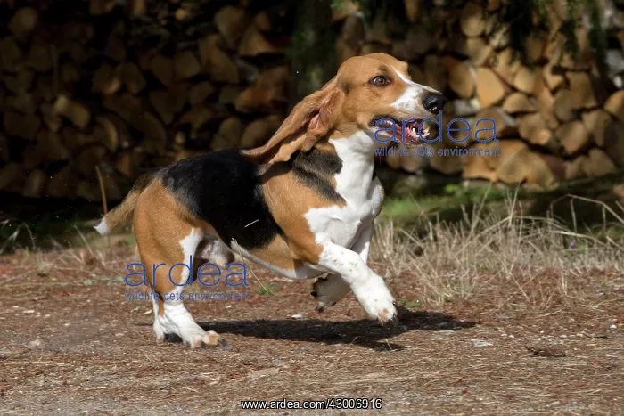  : Dog Norman Artesian Basset