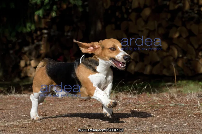  : Dog Norman Artesian Basset