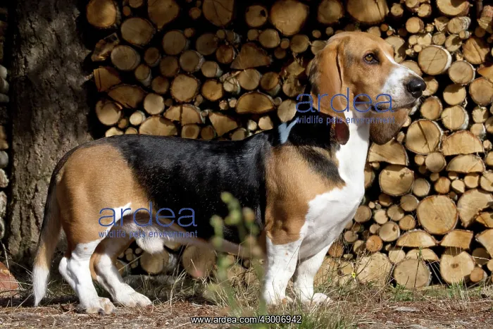  : Dog Norman Artesian Basset