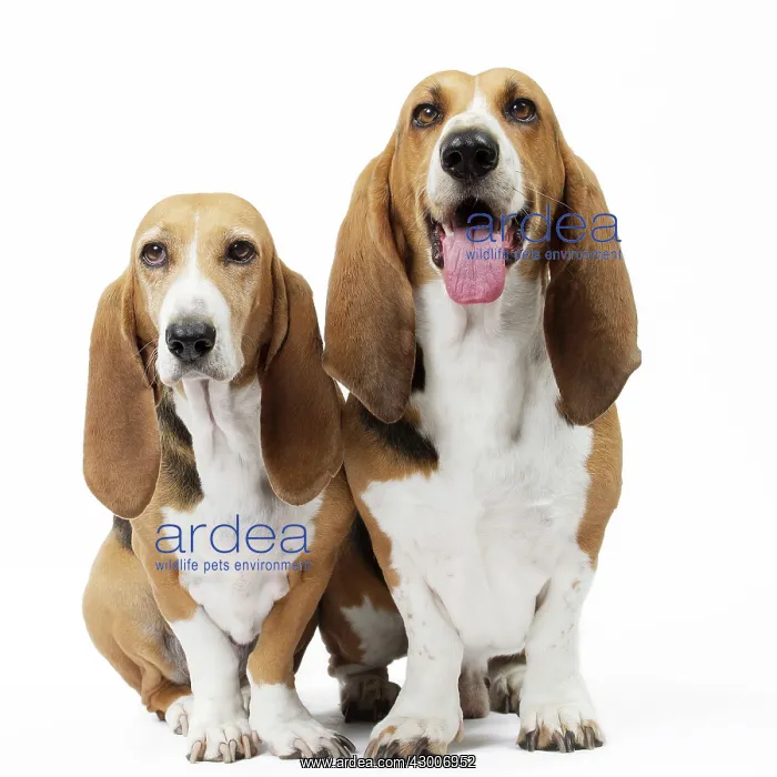 : Dog Norman Artesian Basset : Dog Norman Artesian Basset