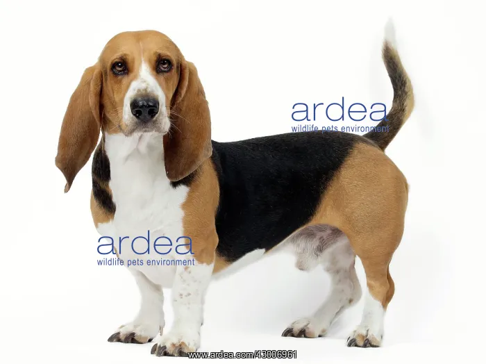  : Dog Norman Artesian Basset