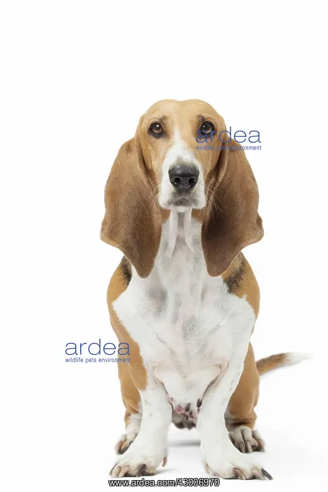  : Dog Norman Artesian Basset
