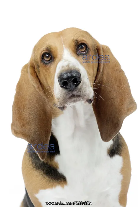  : Dog Norman Artesian Basset