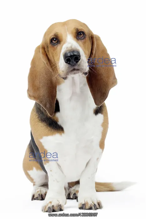  : Dog Norman Artesian Basset