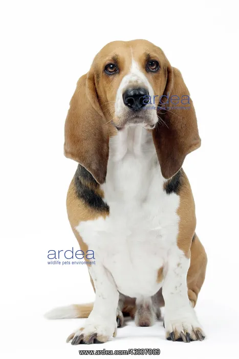  : Dog Norman Artesian Basset