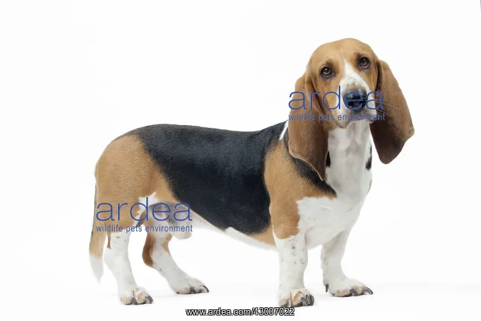  : Dog Norman Artesian Basset