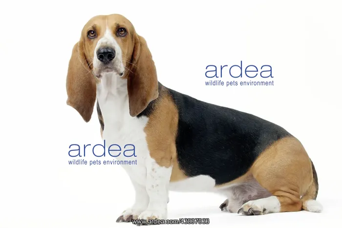  : Dog Norman Artesian Basset