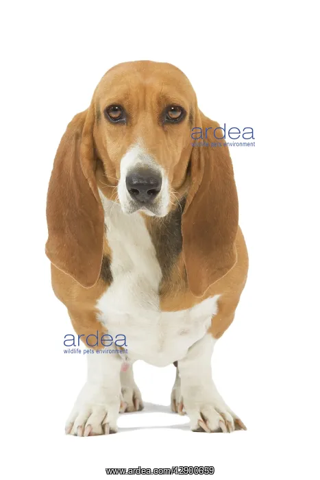  : Dog - Norman Artesian basset hound in studio